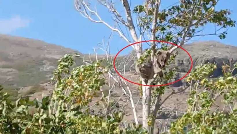 Köylüleri peşine düşürmüştü: Bu kez ağaç tepesinde görüldü - Resim : 1