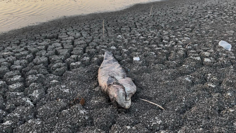 Kuraklığın vurduğu Yeşilsırt Barajı'nda balık ölümleri başladı - Resim : 2