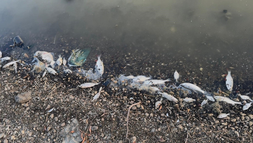 Kuraklığın vurduğu Yeşilsırt Barajı'nda balık ölümleri başladı - Resim : 4