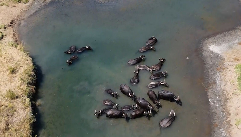 Tanzanya değil, Erzincan! Mandaların 'su banyosu' tropik manzaraları aratmıyor - Resim: 1