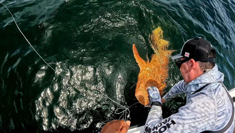 Bilim insanlarını şaşırtan keşif: Turuncu köpek balığı! - Resim: 5