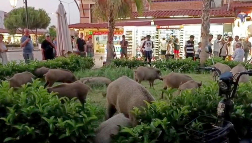 Domuz çitfliği değil, Kuşadası - Resim : 1