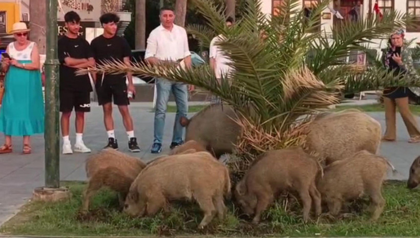 Domuz çitfliği değil, Kuşadası - Resim : 3