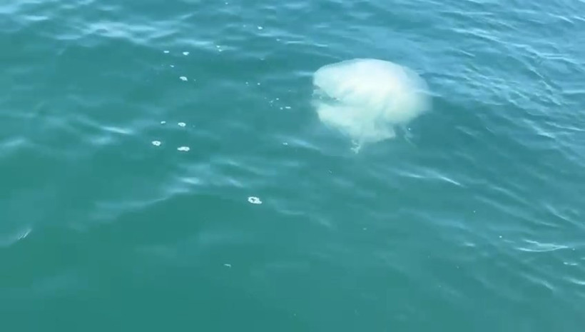 Tehlike büyüdü: Kesinlikle temas etmeyin - Resim : 1