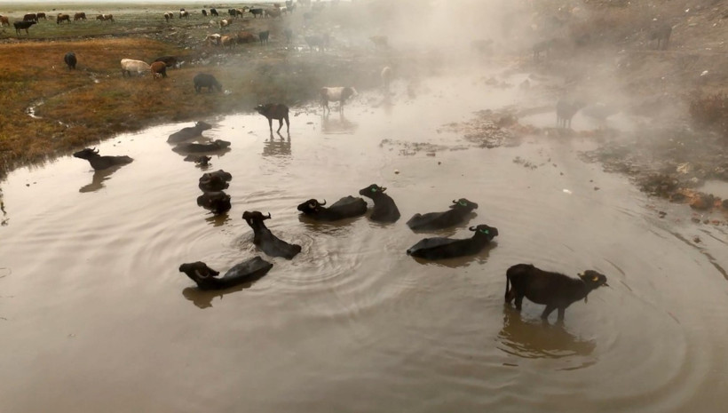 Afrika değil Türkiye: Mandalar kaplıcaya akın etti - Resim : 1