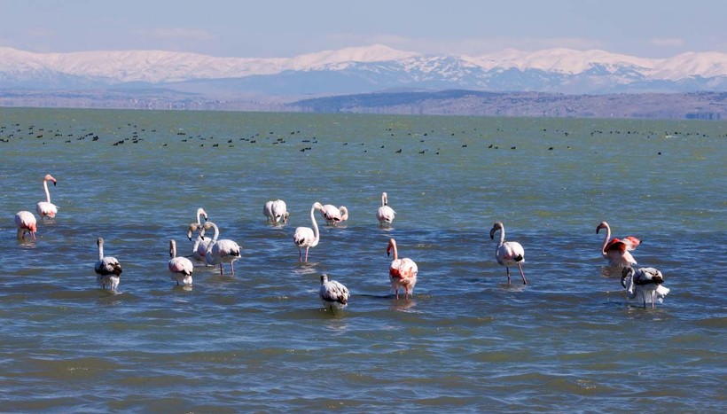 Doğanın sert yüzü! Flamingoların vücutları buz tuttu - Resim : 2