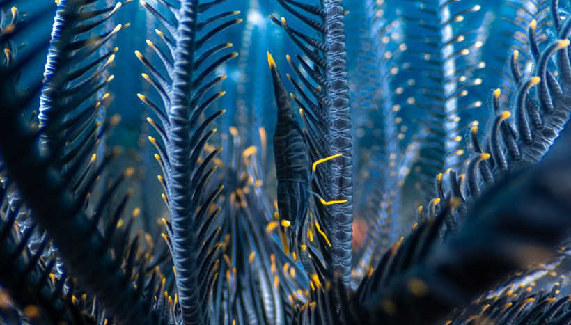 2025 Doğa Fotoğrafçılığı Yarışması'nın kazananları belli oldu - Resim: 12