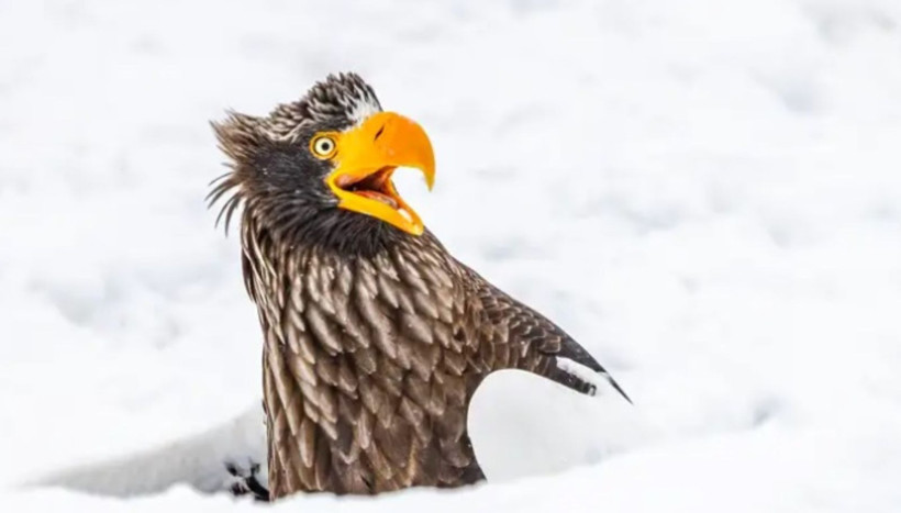 2025'in en komik hayvan fotoğrafları - Resim: 10