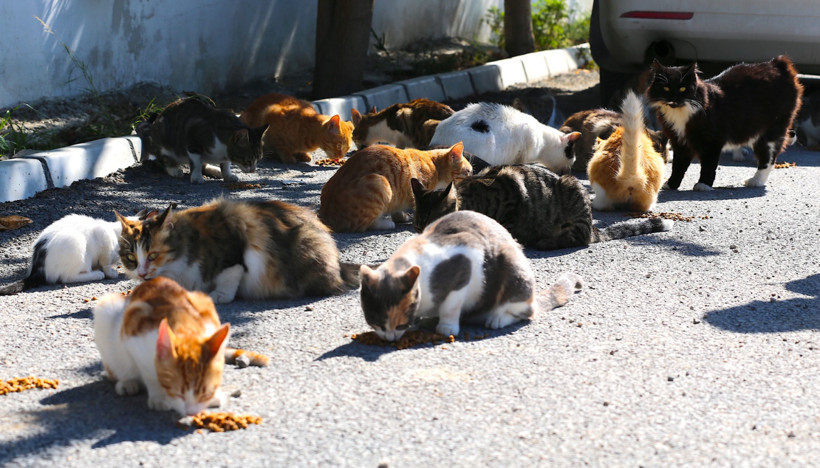Depremzede kadın, sahipsiz kedilere kucak açtı - Resim : 1