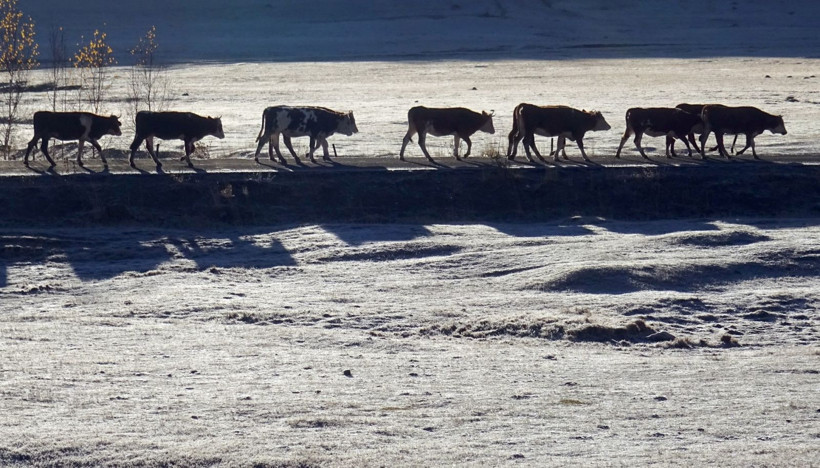Doğu beyaza büründü - Resim: 4