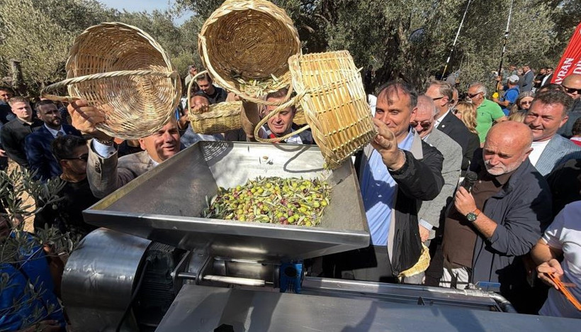 Bin yıllık zeytin ağacından şenlikli hasat. Rekor kırıldı - Resim : 2