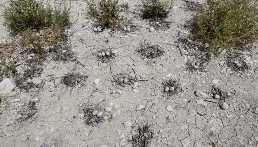 Ne turist var ne insan: Bu ada martılara emanet - Resim : 1