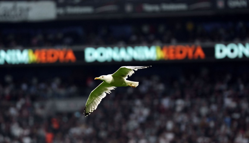 Dolmabahçe'de tüyleri ürperten tesadüf: Martı ve Süleyman Seba! - Resim: 9