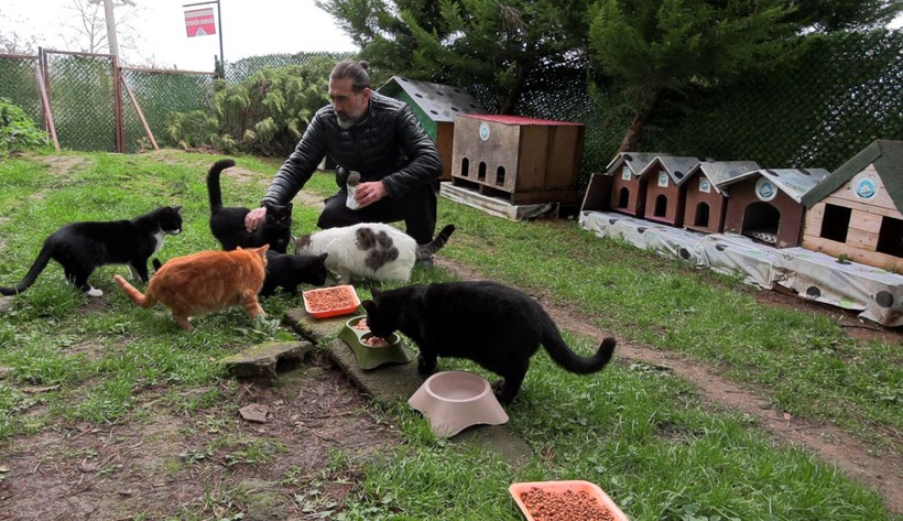 ‘Kedi Köyü’nün sınırları genişledi: 200 kedinden, bin 200 kediye çıktı - Resim: 4