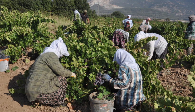 Üzümde yarı yarıya kayıp - Resim : 1