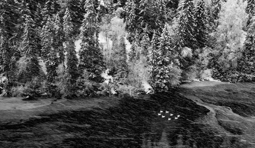 2025 Doğa Fotoğrafçılığı Yarışması'nın kazananları belli oldu - Resim: 11