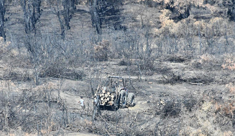 Tekirdağ Şarköy’de orman yangını sonrası temizlik başladı - Resim : 1