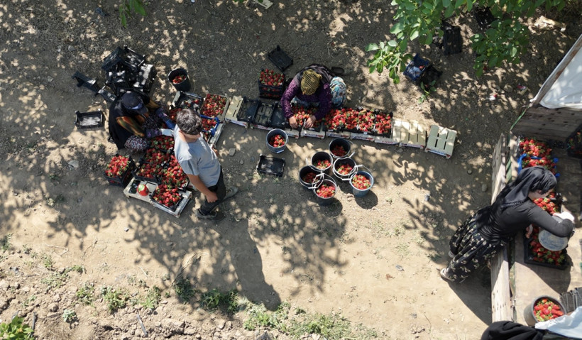 Tarlada altın değerinde! 'Kırmızı Elmas' hasadı başladı - Resim : 4