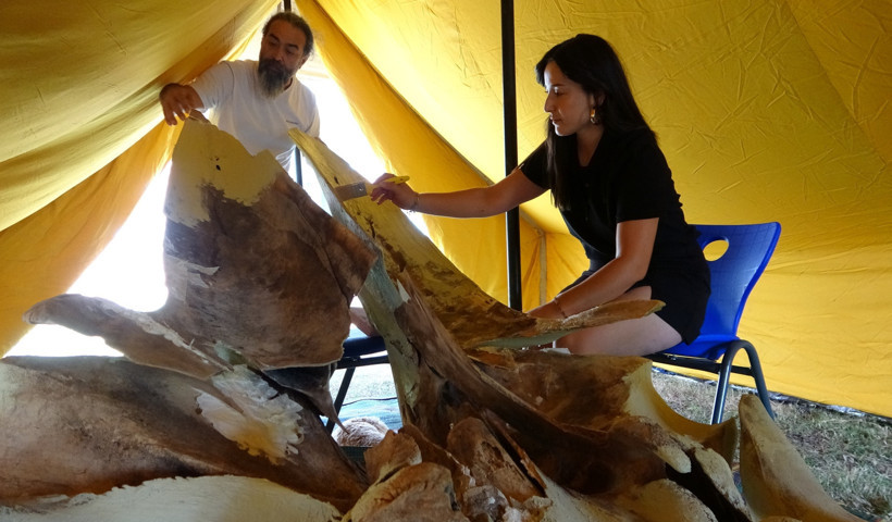 Müze bahçesine gömülen balinanın kemikleri birleştiriliyor - Resim : 2