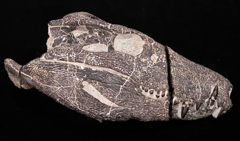 Çarpıcı keşif: Öyle güçlüydü ki dinozorları bile yiyordu - Resim : 1