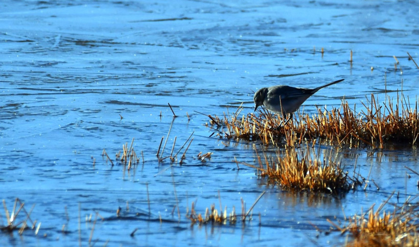 Kars'ta kış masalı başladı - Resim: 4