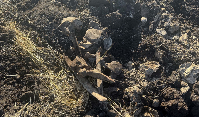 Kahramanmaraş’ta eşine az rastlanabilecek keşif: 600 yıllık fil kemikleri çıktı - Resim : 2