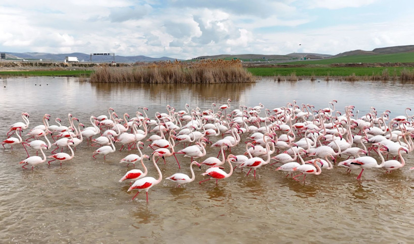 Flamingolar göç mevsimiyle yeniden Ankara'da - Resim: 9
