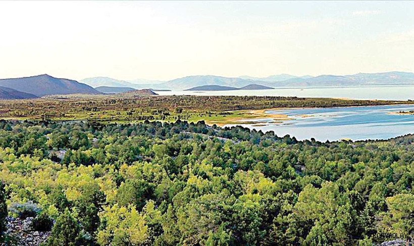 Zeytinliklerden sonra sıra muhafaza ormanlarında - Resim : 1