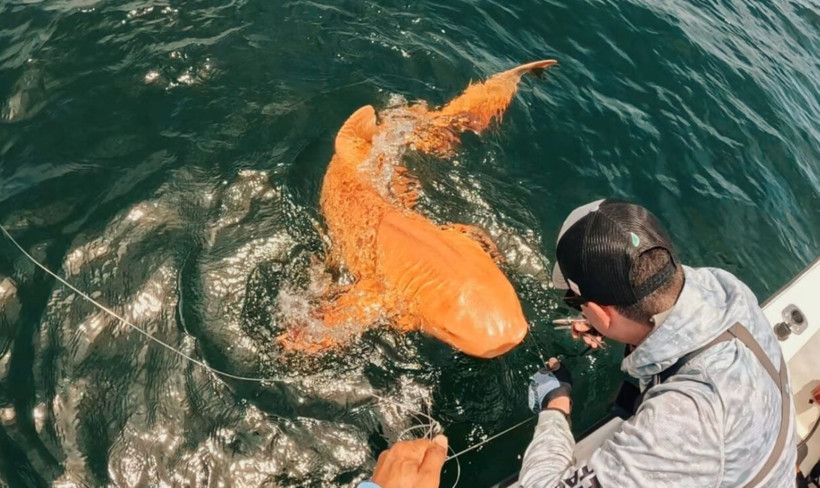Bilim insanlarını şaşırtan keşif: Turuncu köpek balığı! - Resim: 6