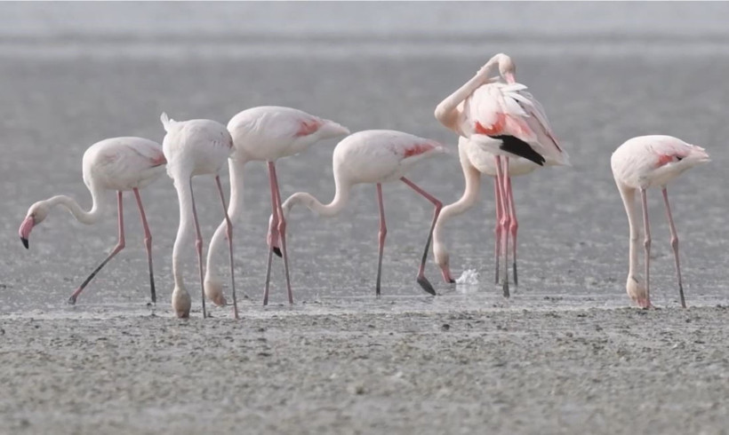 Bir zamanlar binlerce flamingo vardı… Şimdi sadece ayak izleri kaldı - Resim : 2