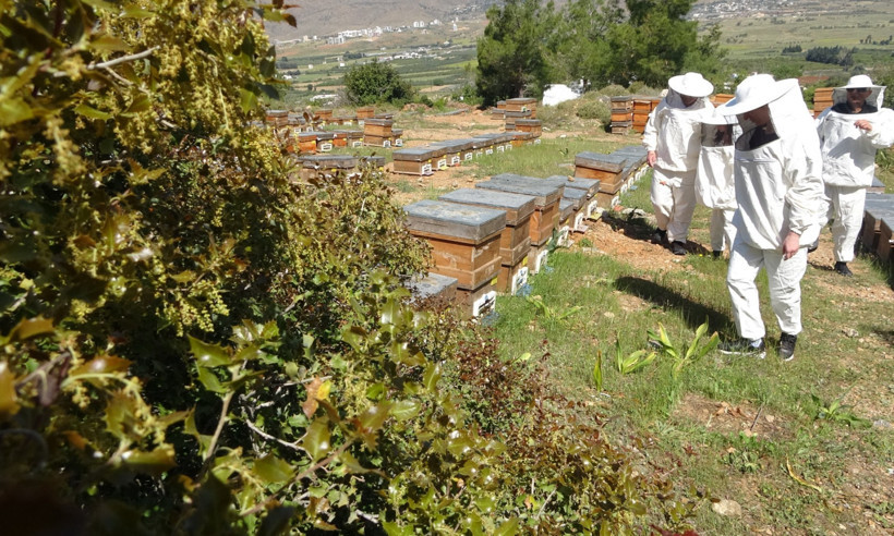 Mersin'de hasadı başladı: Kilosu 300 bin TL’den alıcı buluyor - Resim : 3