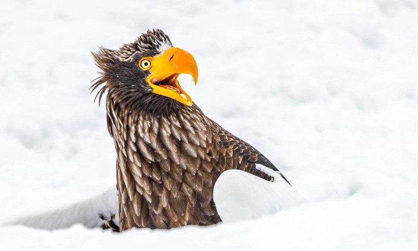 Yılın en komik vahşi doğa fotoğrafları belli oldu - Resim: 8