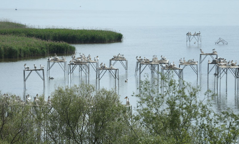 Kuşcenneti’nde bahar coşkusu: Milli Park kuşlarla renklendi - Resim: 16