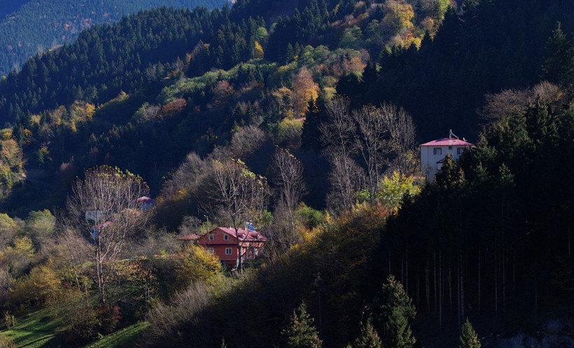 Bu ağaçlar fotoğraf tutkunlarını çağırıyor - Resim: 1