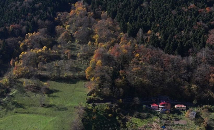 Bu ağaçlar fotoğraf tutkunlarını çağırıyor - Resim: 2