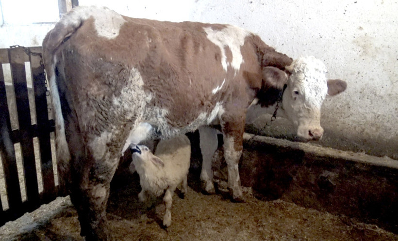 Öksüz kuzuyu inek emziriyor - Resim : 2