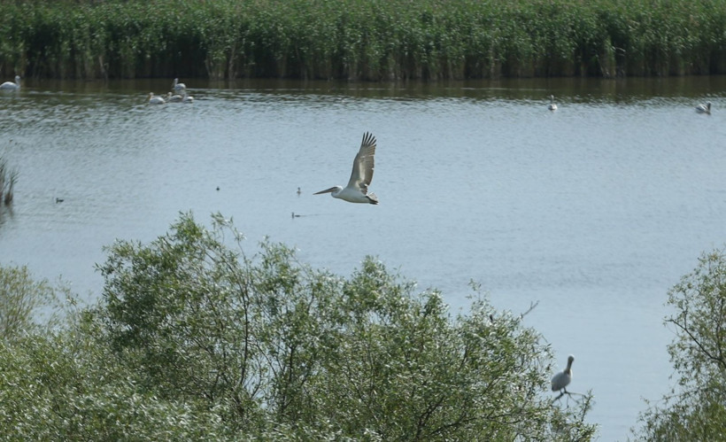 Kuşcenneti’nde bahar coşkusu: Milli Park kuşlarla renklendi - Resim: 17
