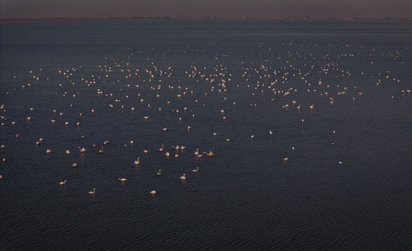 Doğu Akdeniz'de flamingo patlaması! İki katına çıktı - Resim: 31