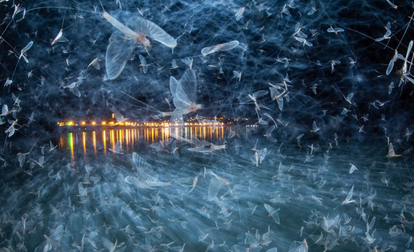 2025 Doğa Fotoğrafçılığı Yarışması'nın kazananları belli oldu - Resim: 6