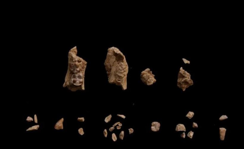 3.4 milyon yıllık ayak fosilinin gizemli sahibi bulundu - Resim : 1