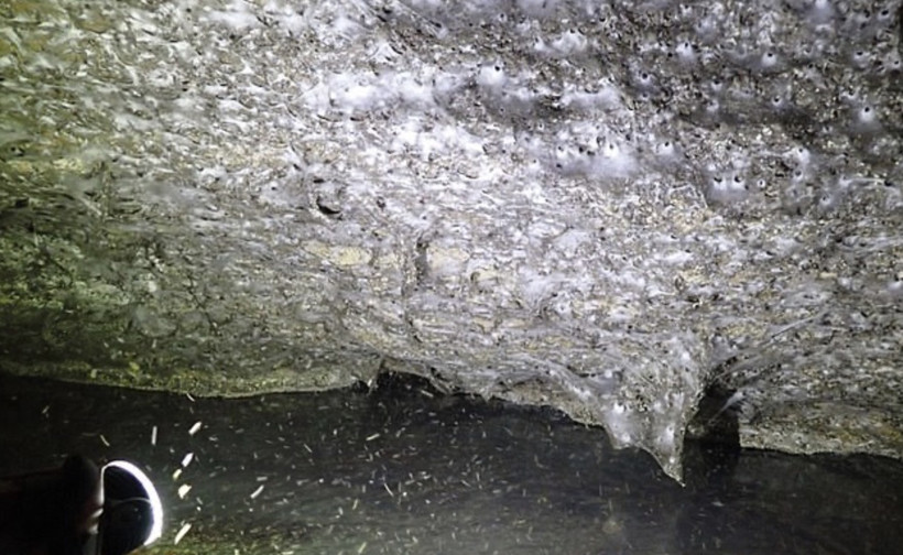 Dünyanın en büyük örümcek ağı bulundu: İçinden 110 binden fazla örümcek çıktı - Resim : 2