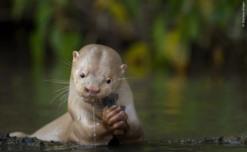 Vahşi doğadan çarpıcı anlar: Yılın en iyileri halk oylamasında - Resim: 12