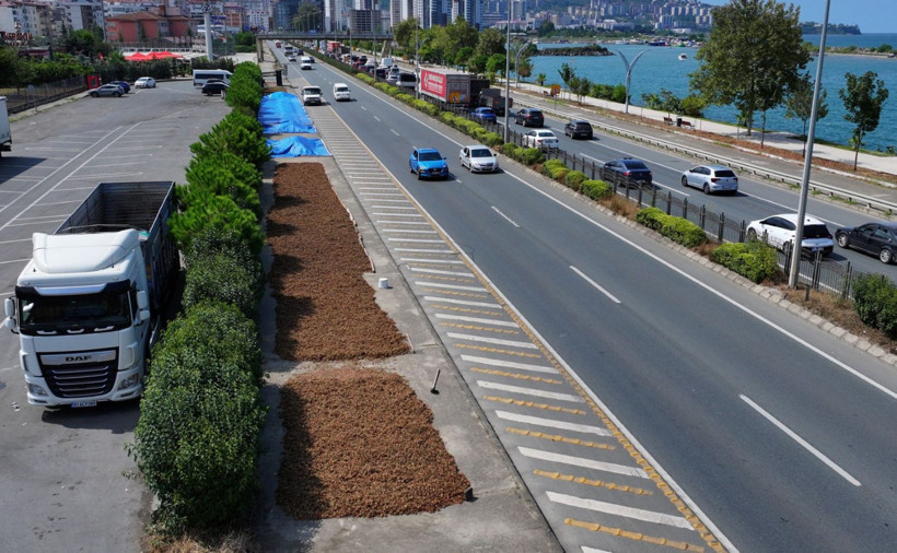 Kaldırımda fındık mesaisi - Resim: 8