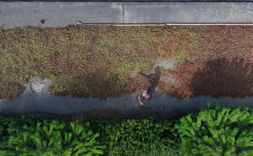 Kaldırımda fındık mesaisi - Resim: 9