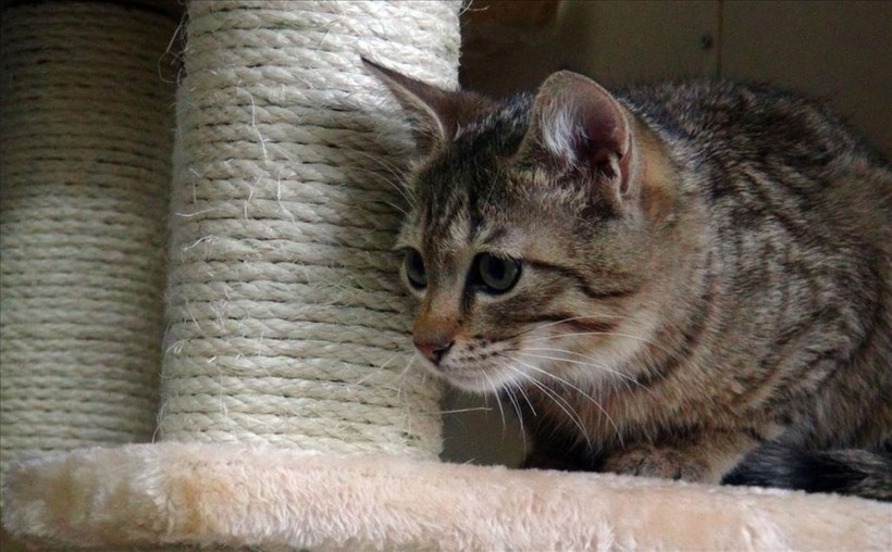 İlginç araştırma: Kedi ve köpekle yaşamak evliliğe eşdeğer - Resim: 11