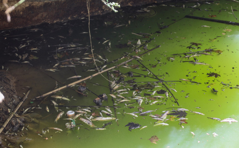 Gelin Düşen Deresi can çekişiyor! Yüzlerce çiçek balığı öldü - Resim : 1