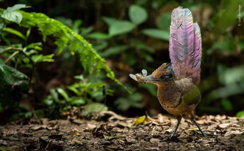 Vahşi doğadan çarpıcı anlar: Yılın en iyileri halk oylamasında - Resim: 8
