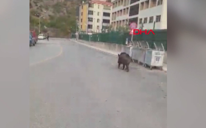 Sitede dev yaban domuzu paniği! Polis bina içinde vurdu - Resim : 1