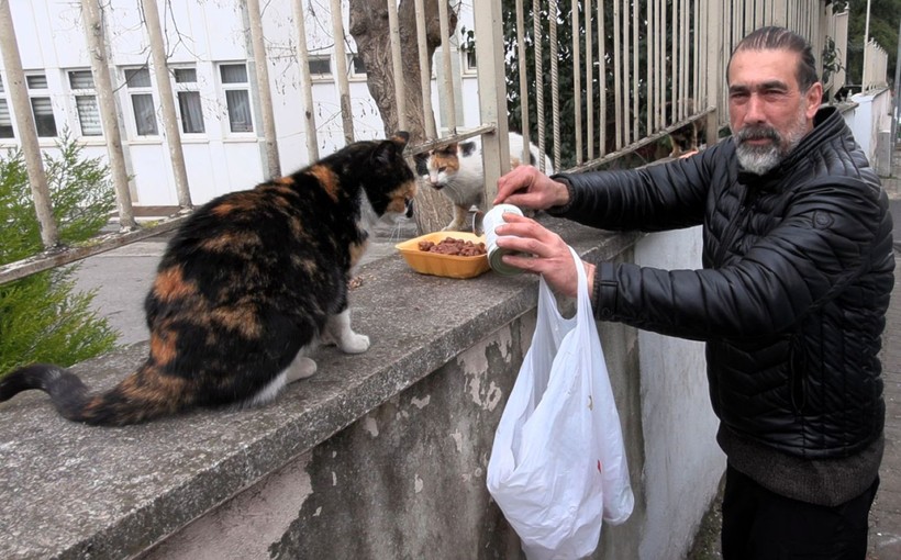 ‘Kedi Köyü’nün sınırları genişledi: 200 kedinden, bin 200 kediye çıktı - Resim: 11