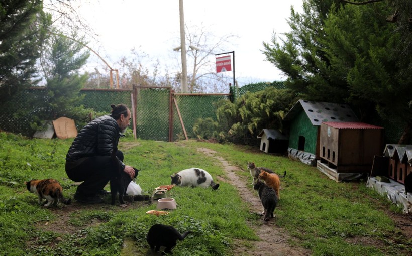 ‘Kedi Köyü’nün sınırları genişledi: 200 kedinden, bin 200 kediye çıktı - Resim: 1